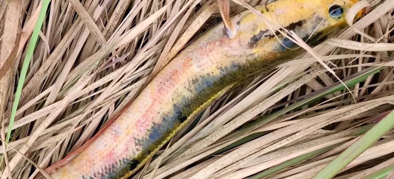 江西|江西一男子路过老水井，拿来鱼竿就垂钓，结果有了意外收获