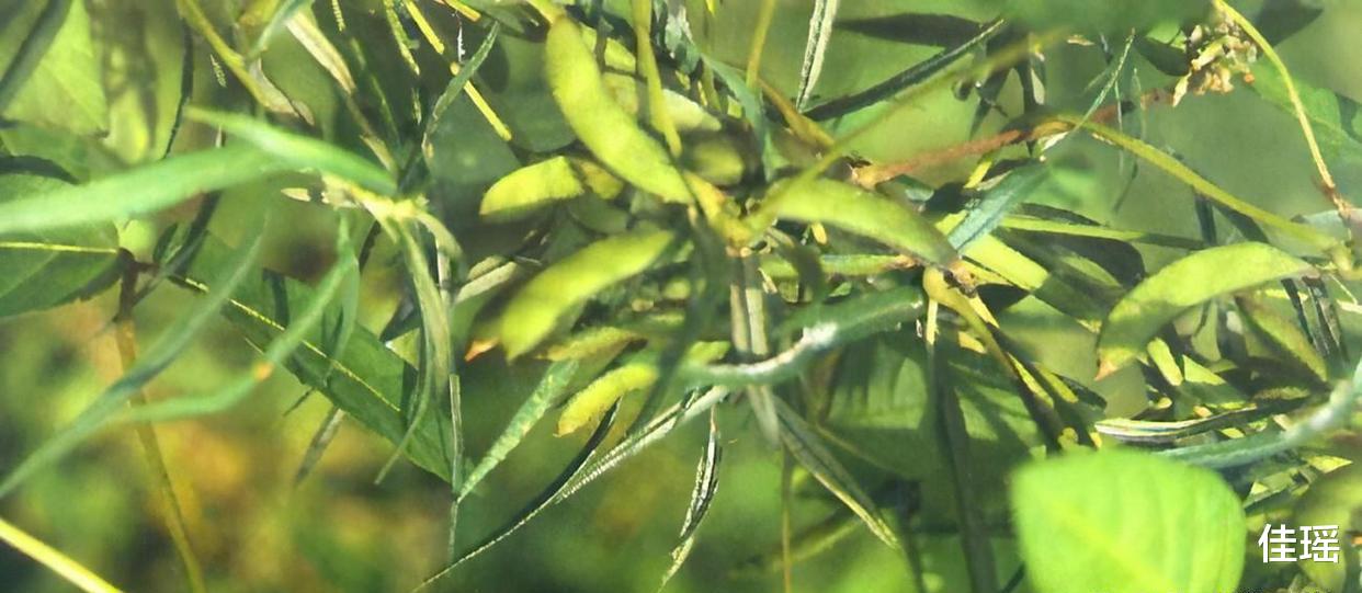 250平!河北衡水发现濒危植物野大豆,堪比雪莲,网友反应亮了