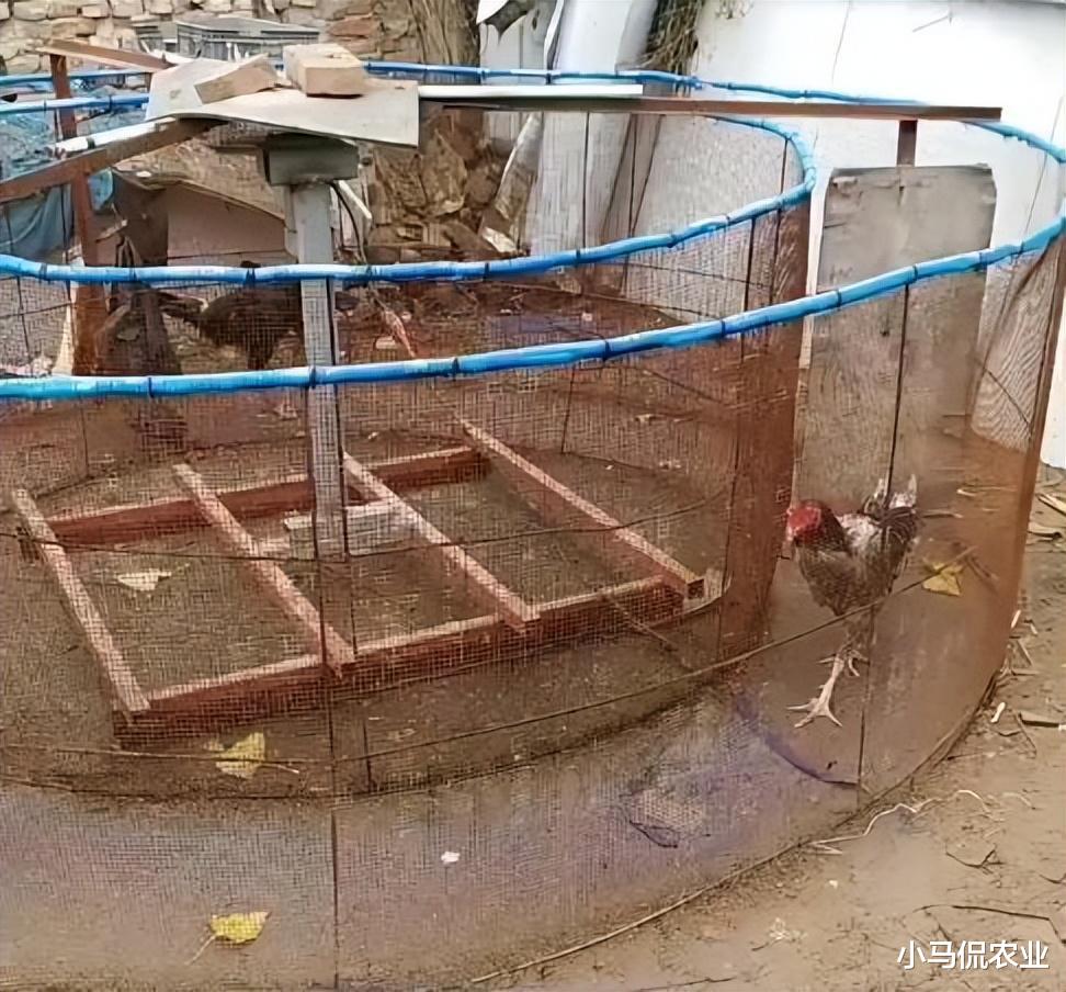 大叔用铁笼木板给鸡制作跑步机,每天早晚跑步1小时,100万步才卖