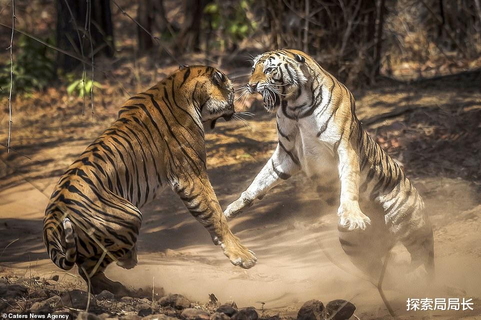西伯利亚虎vs孟加拉虎,谁才是真正的猫科二弟呢?