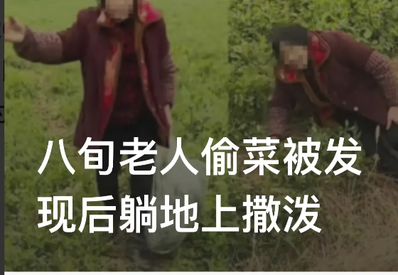 四川达州,一男子承包了3000亩土地,用于种植豌豆尖,可豌豆尖可以采摘后,附近的人每天都来偷
