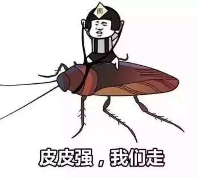 家里的蟑螂怎么根除?这几招一个比一个狠