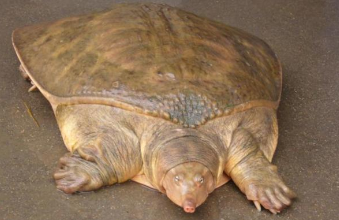 广东省|广东钓友捕到十斤巨鳖，商贩只出260多一分也不要，原因如此现实