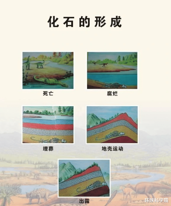 青蛙交配时死亡,化石4500万年后被人类围观,研究:交配时淹死的