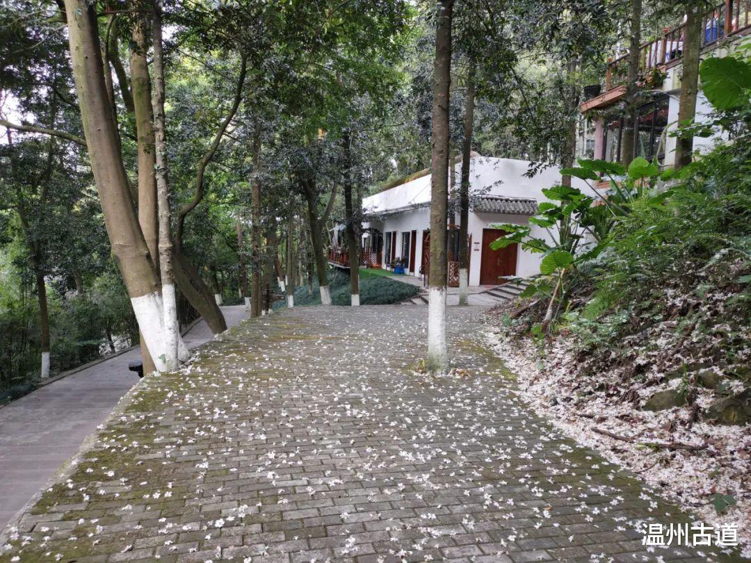 云南|景山的桐花开了!你去看了没有?