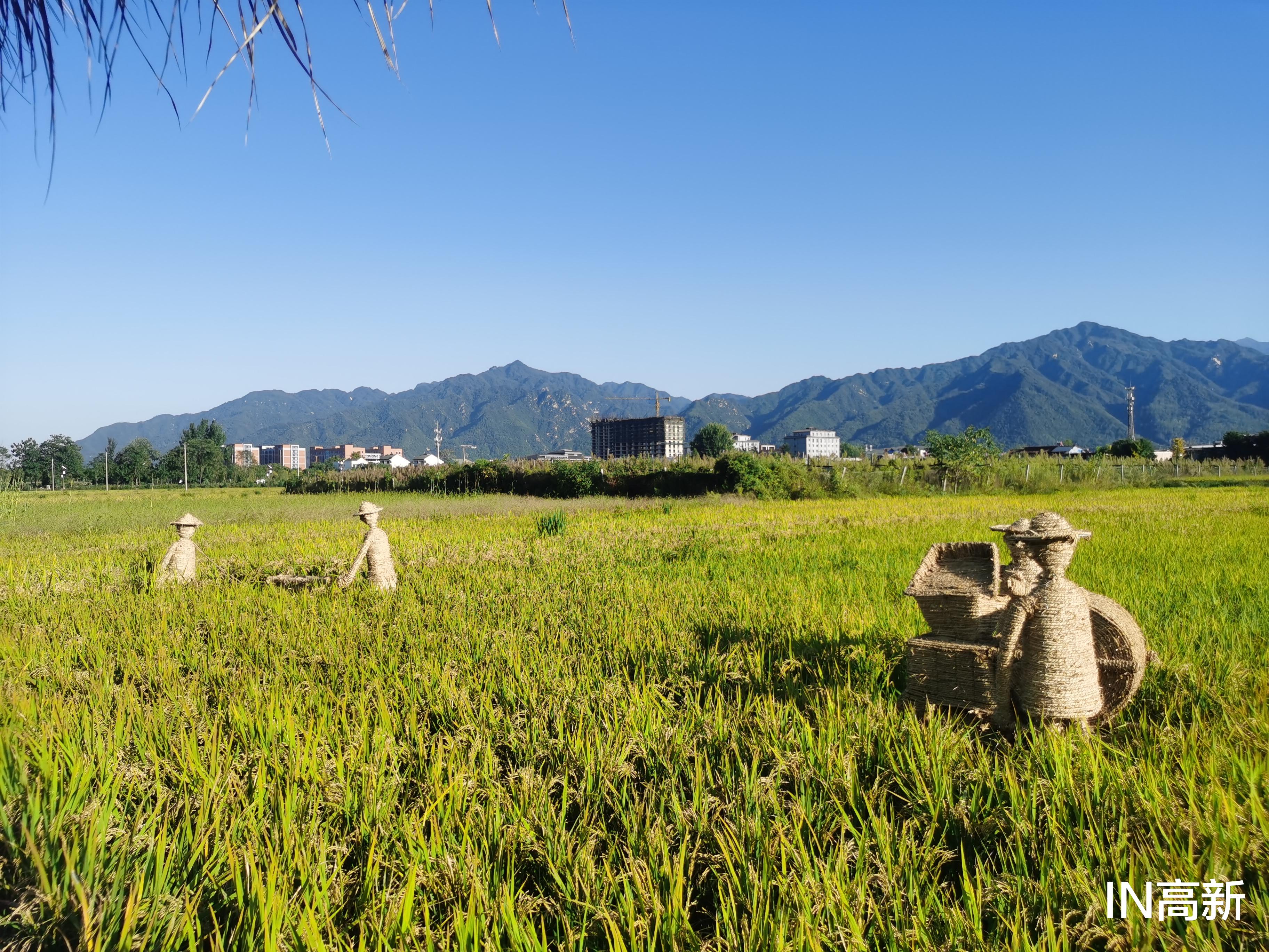 秦岭|观千亩水稻 享田园垂钓 这个“秦岭小江南”值得打卡!