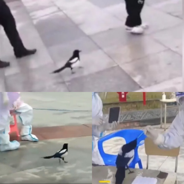 排队做核酸，认出仇人，已通过镜子测试的喜鹊会成为智慧物种吗？
