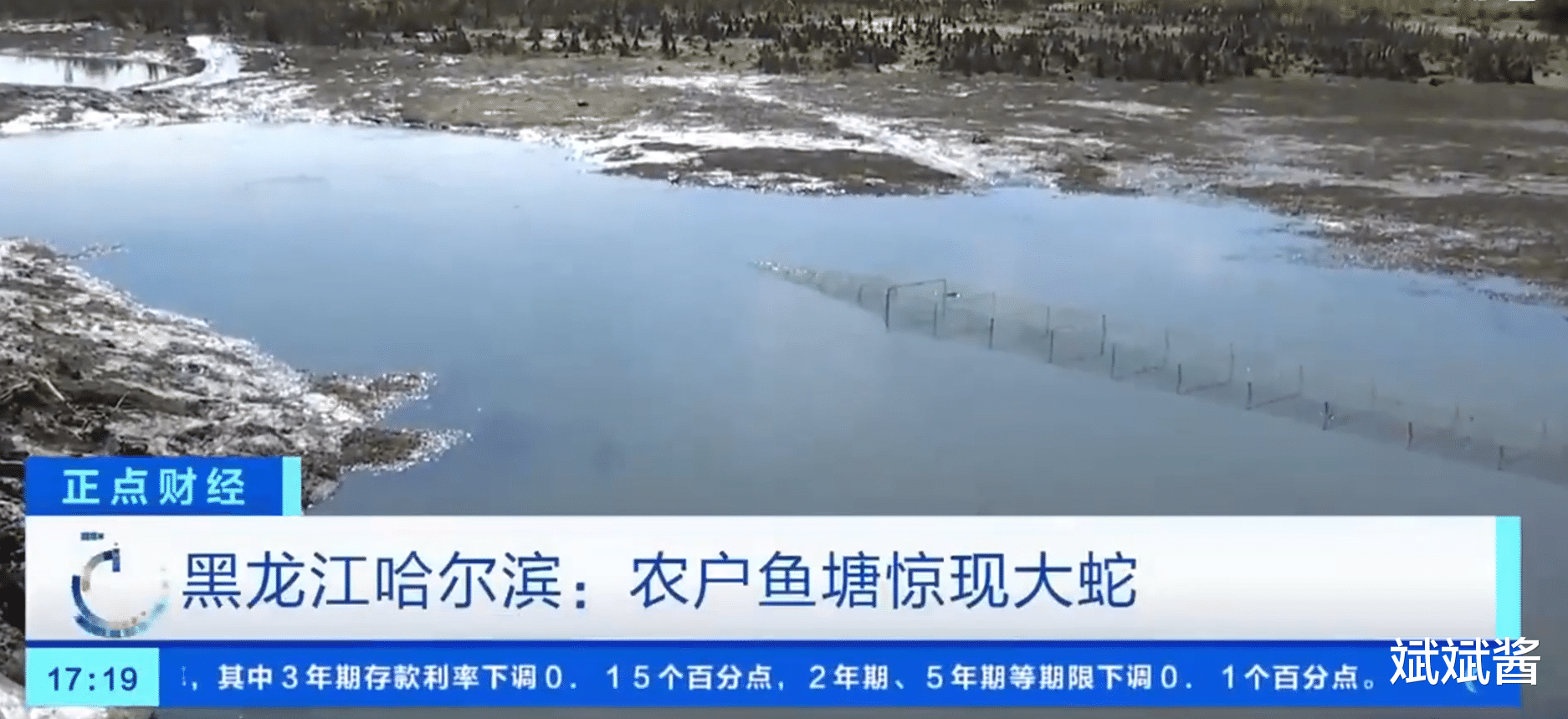 百斤巨蟒吃4000斤鱼?它如何消化?专家:蟒蛇7天就可以消化鳄鱼