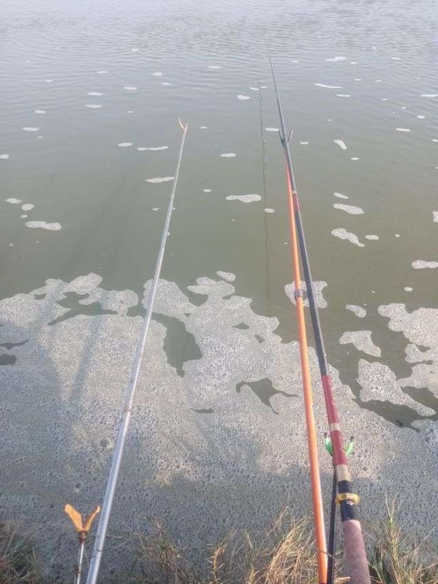 饵料|菜地解封第一战,黄鳍鲷来小爆护