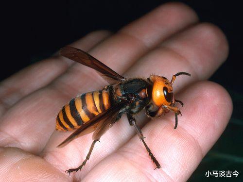 世界上最危险毒性最大的5种毒蜂，已有1000多人死于杀人蜂毒针下