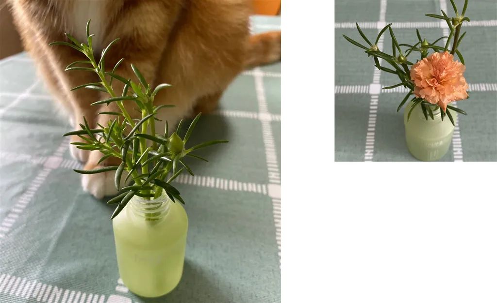 护肤品 用完的护肤品空瓶,用来插花太美啦