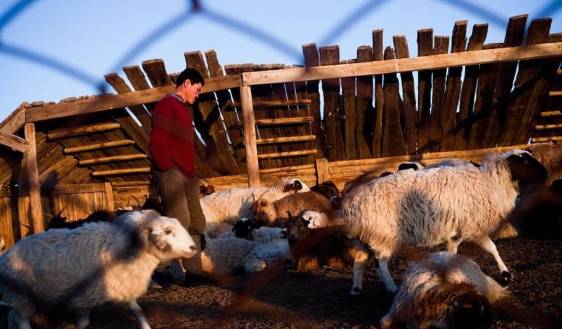 蒙古人的日子：年收入2.8万，羊肉每斤4元，吃不起苹果
