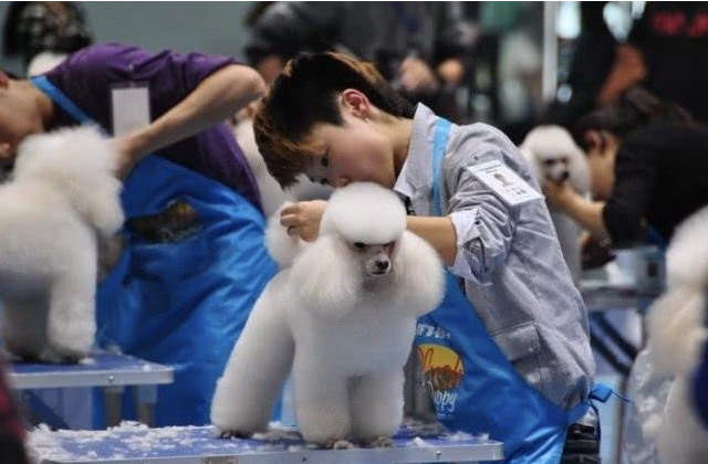 女孩|杭州女孩儿找工作，月薪六千照顾猫，大学生们的就业面又宽了