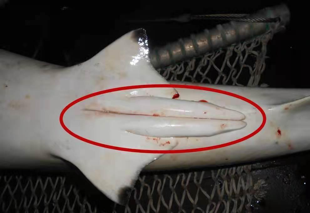 雄性的意义何在?全是雌性的生物被发现,放弃交配依旧存续百万年