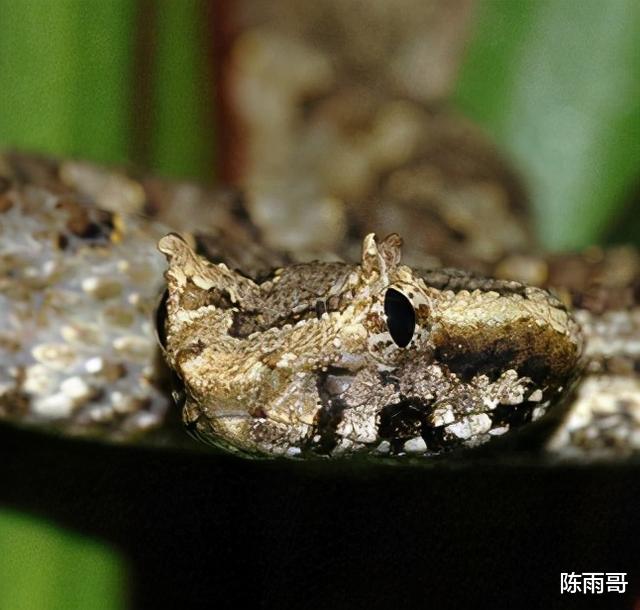 蝮蛇,分布最广,伤人最多的毒蛇家族,你确定不了解一下它们吗?