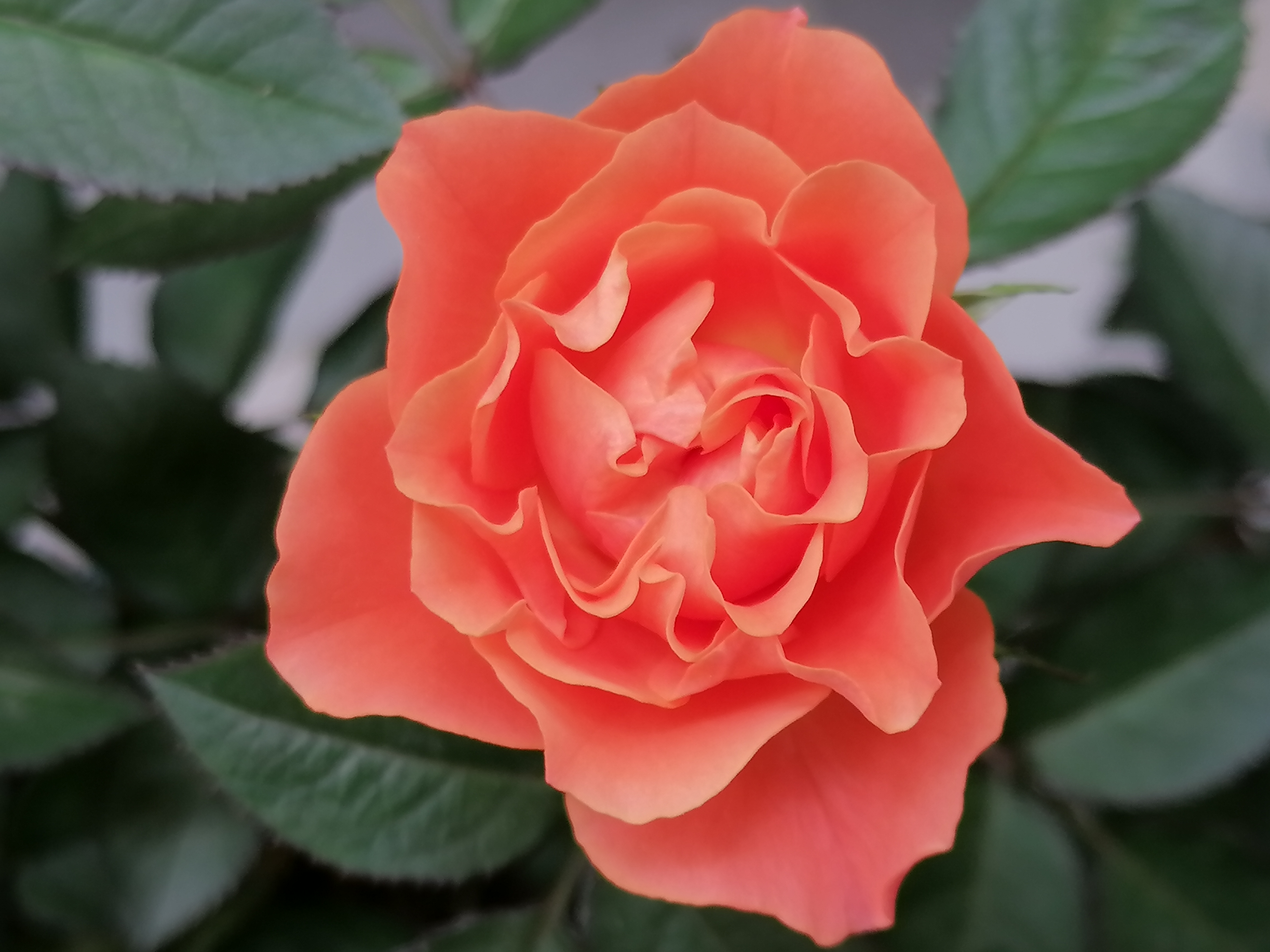 职场新人|职场新人必备的三个基本素养