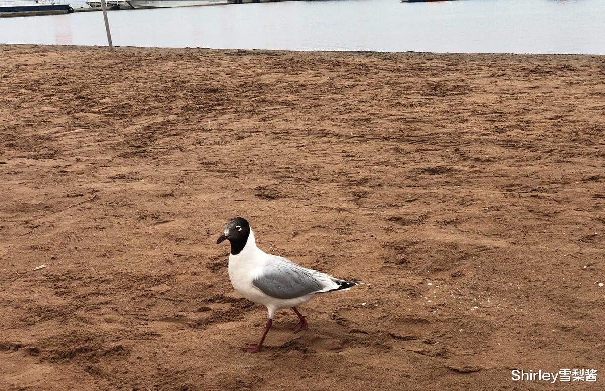 月牙泉|我国最大的沙漠湖泊,面积是月牙泉的11倍,风景优美却鲜为人知