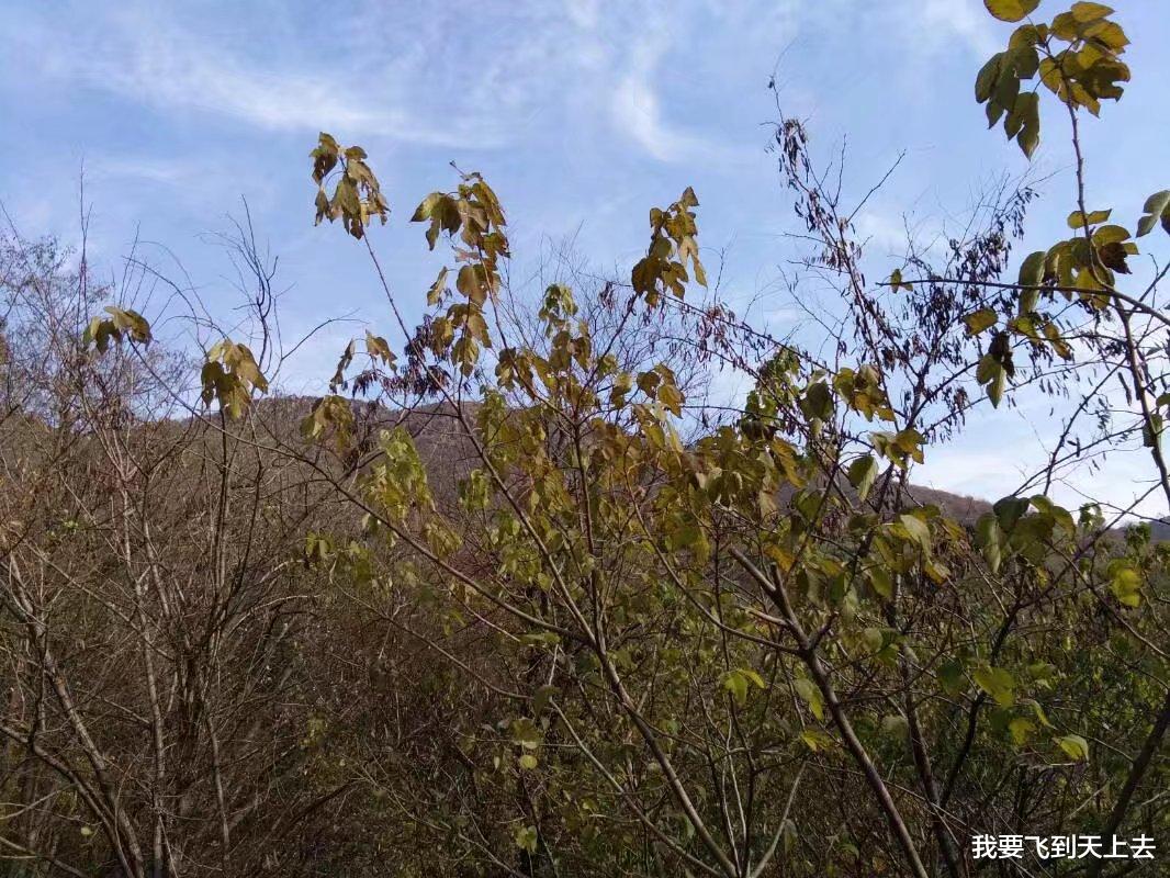 故事：19岁男子在山上昏倒，25岁女子将他救回家，两人生下孩子