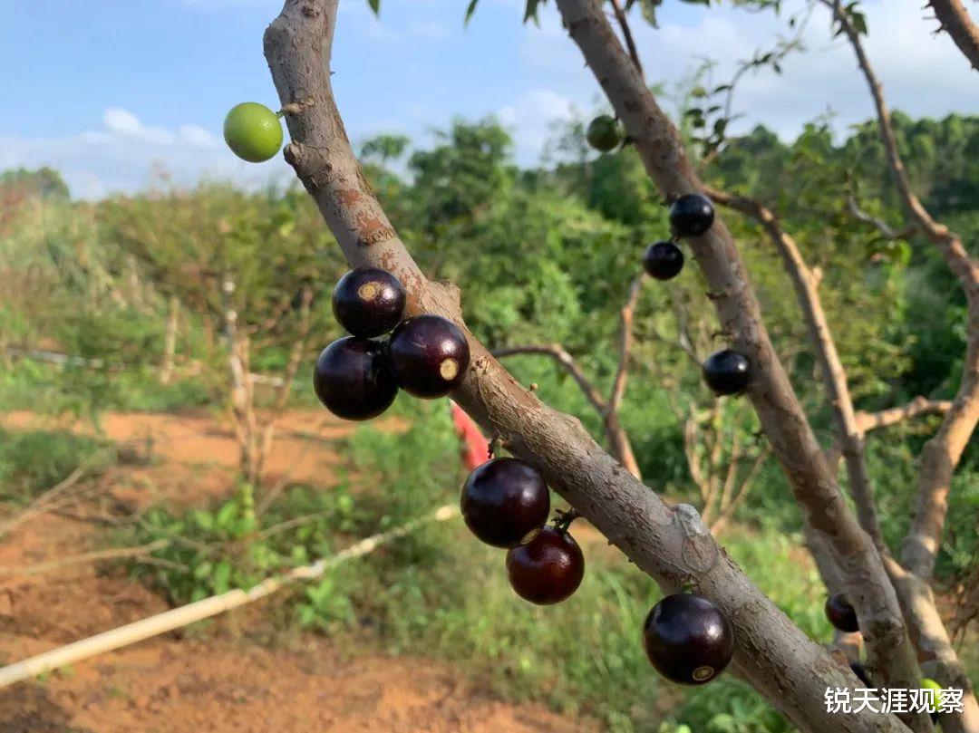 海口|海口48小时(4):采多了就习惯了