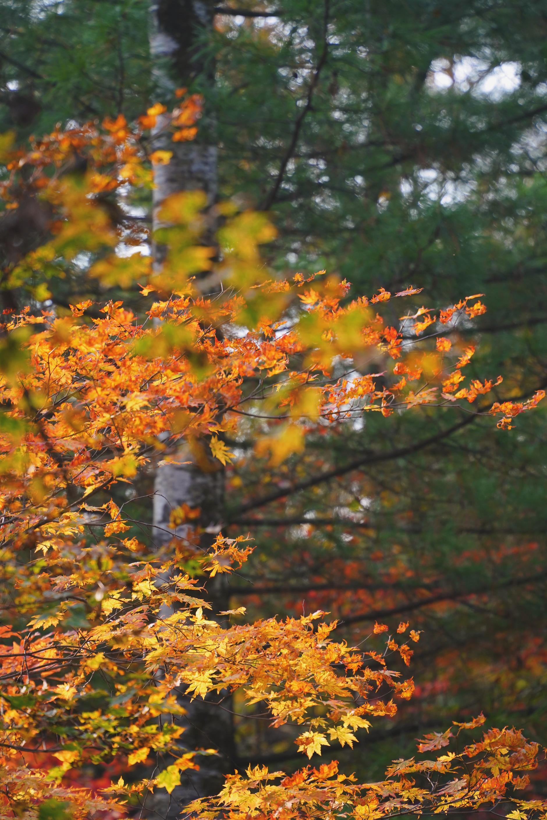 原始森林|东北小众秋色之旅，将寻找这一秋的红，谱写北国秋意浓的篇章