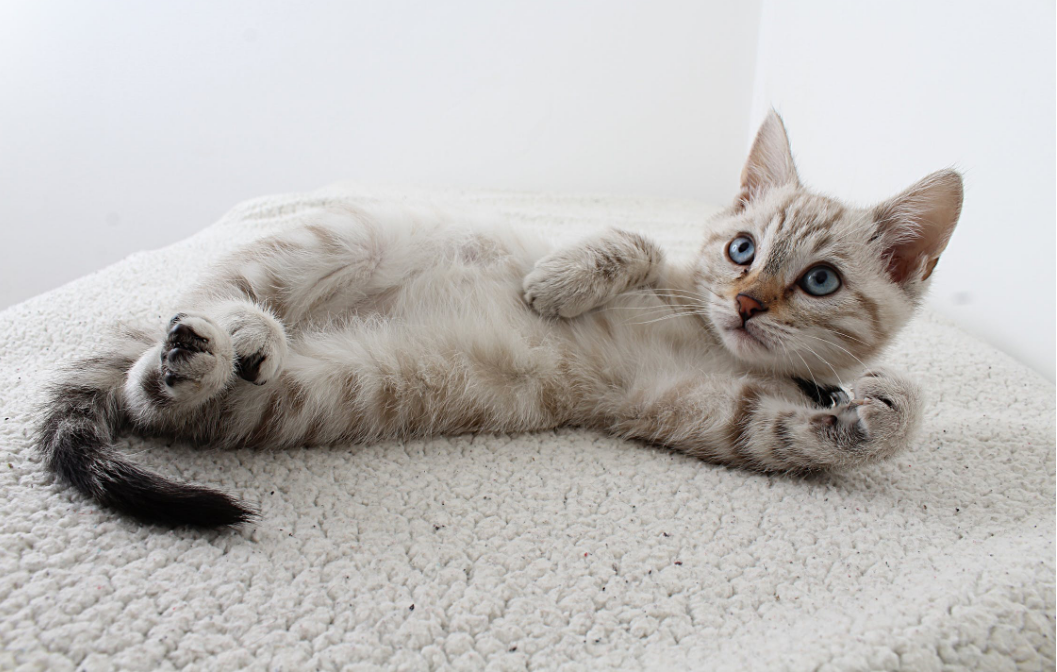 摄影师教你几个拍照小技巧，用手机也能进阶拍照王者