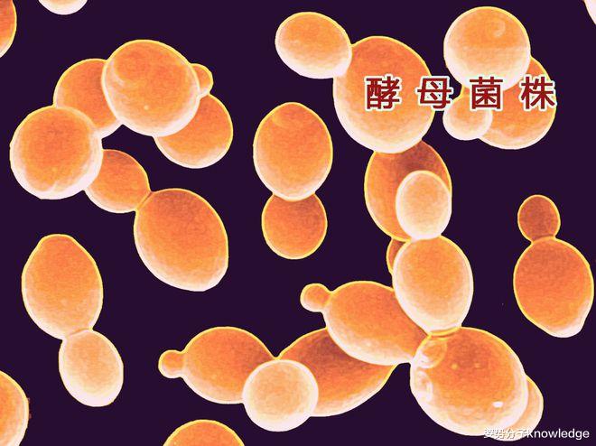 基因编辑酵母菌酿啤酒！科学家称口味更好，你敢喝吗？
