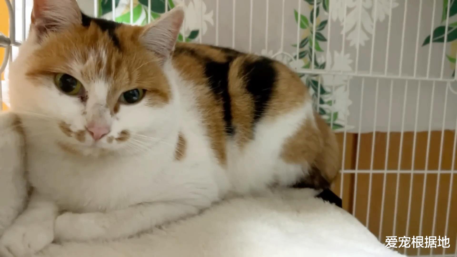 流浪猫如何成为宠物猫？跟踪它们的主人，每天赖在他家门口不离开