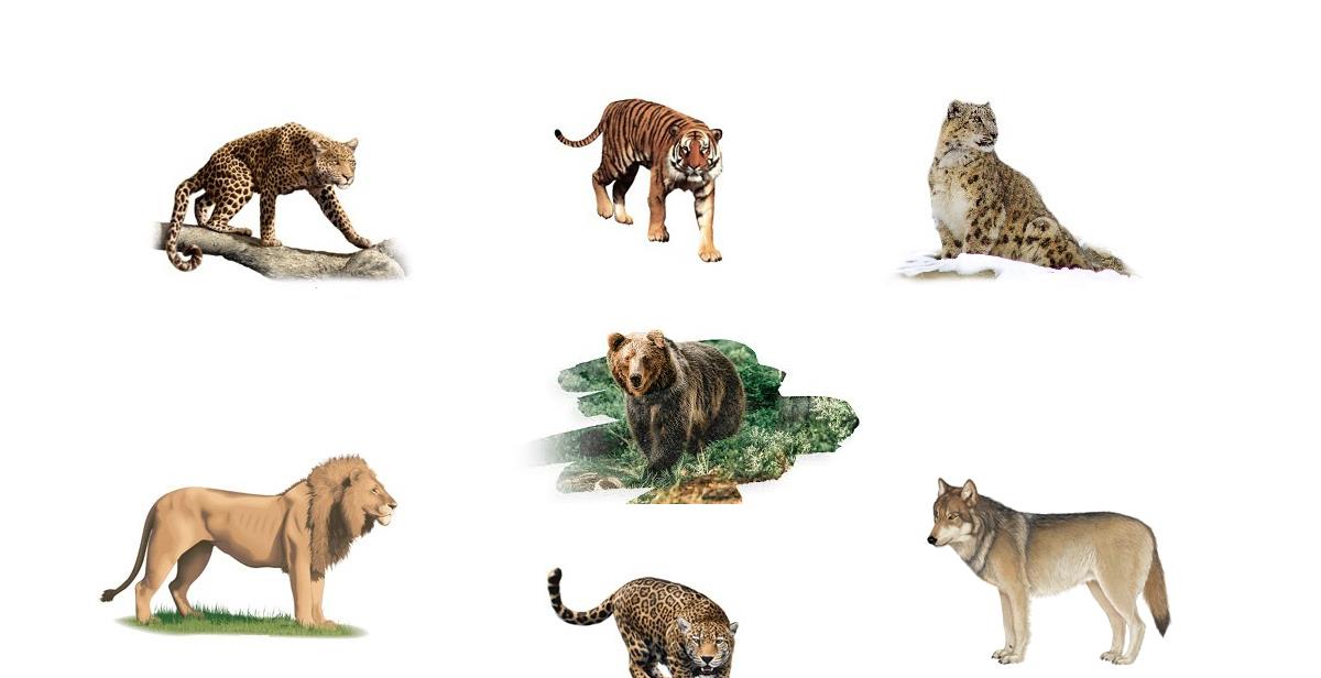 亚洲虎非洲狮，美洲豹欧洲狼，谁才是陆地之王？