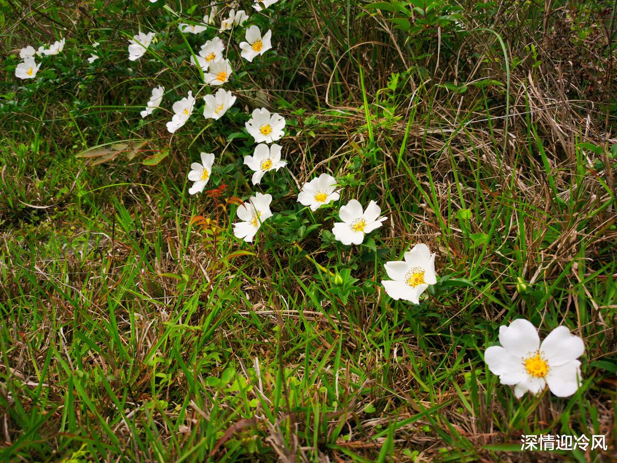 金樱子|若在山上发现这种大白花，可以采摘带回家，用来晒干泡茶好处多