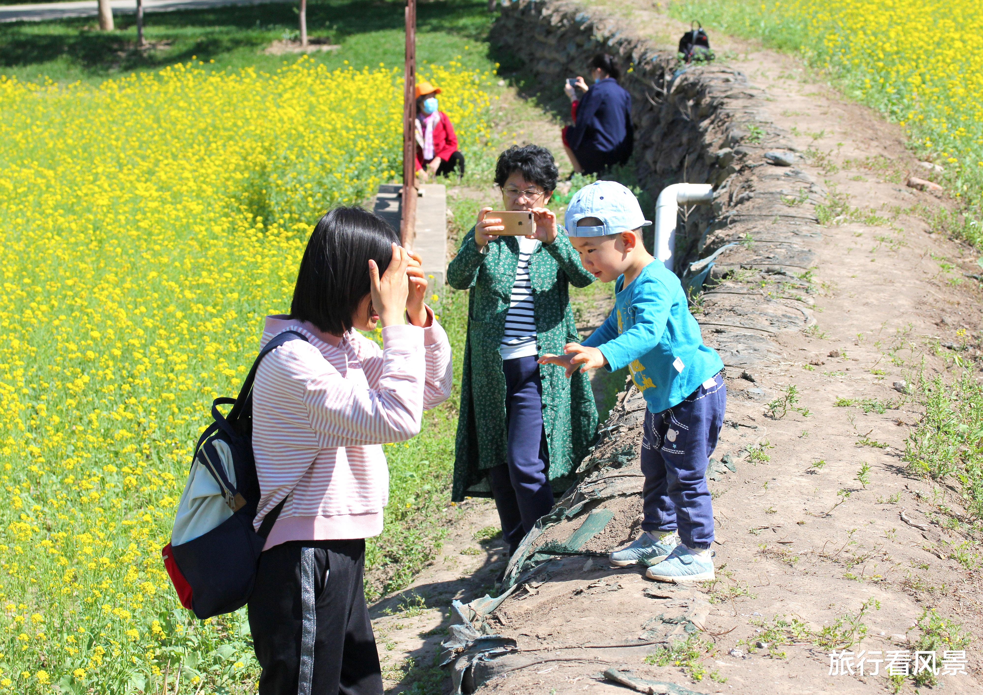 油菜花|北京这3个公园连成串，油菜花海美翻天，一次全都逛完才过瘾