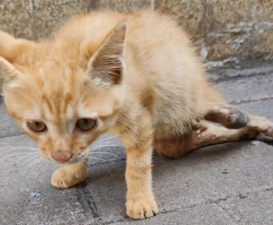 因车祸而瘫痪的流浪猫,拖着腿在高温中爬了半个月后,猫咪终于等待救星