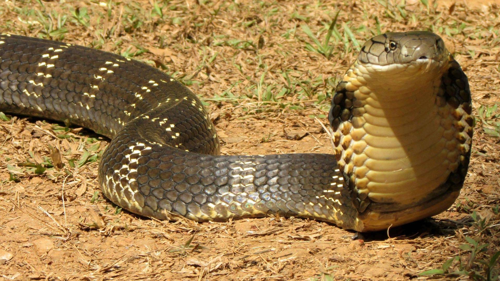 眼镜蛇在眼镜王蛇面前就是小学鸡 菲律宾蛇跟虎蛇勉强上毒蛇榜！