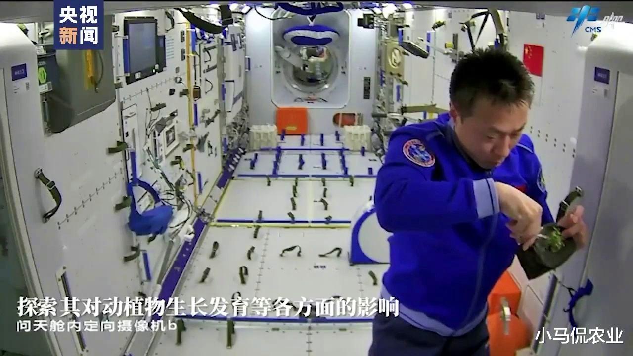 神14航天员实现太空“种水稻”,一个月长30厘米,关乎中国人饭碗