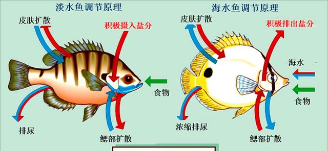 海水很咸不能喝!那海洋中的生物,究竟是如何喝到淡水的?