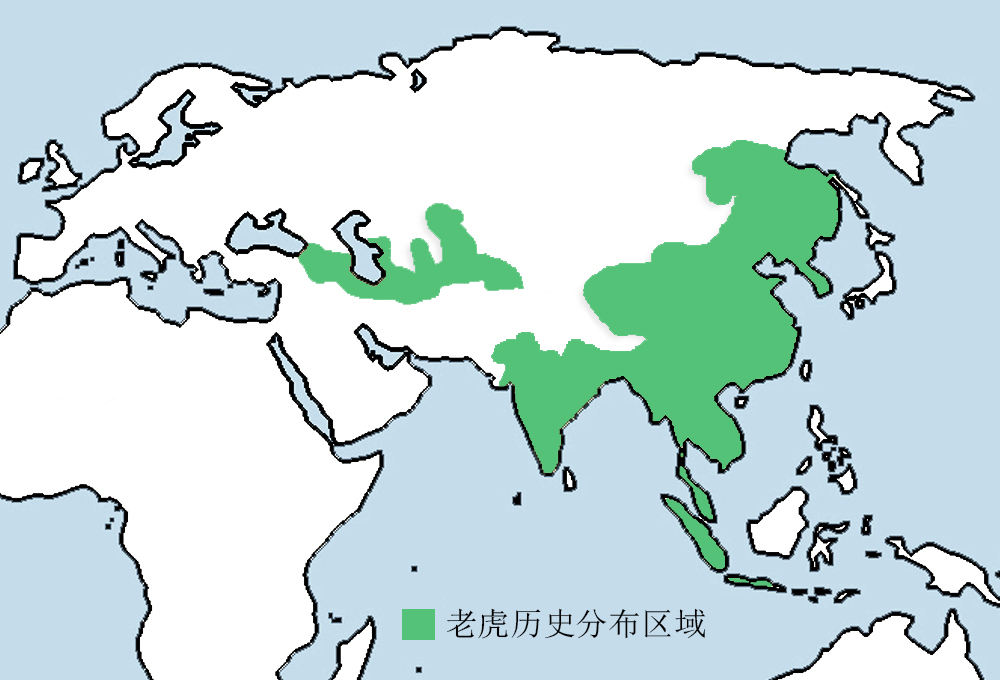 老虎和狼群谁怕谁?看它们在西伯利亚长达百年的较量,答案很明显
