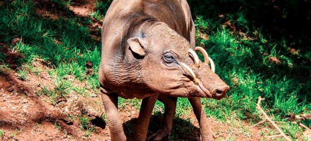 死法最憋屈的动物:能躲过天敌的追杀,最终却被自己杀死