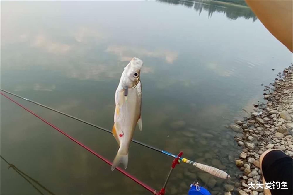 饵料|秋天野钓翘嘴鱼，还是这种钓法最给力，半天狂拉不停口