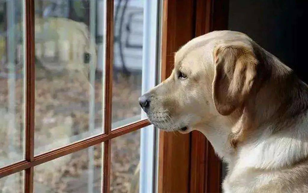 萌宠资讯(主打网)