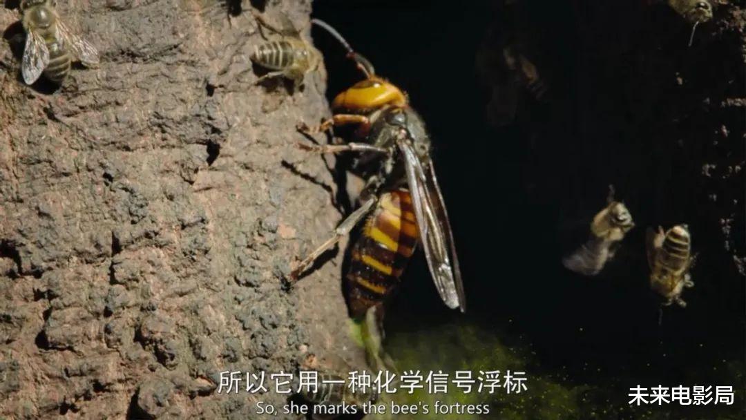 卡梅隆的新作,《阿凡达2》的预热,最新技术展现动物奇观