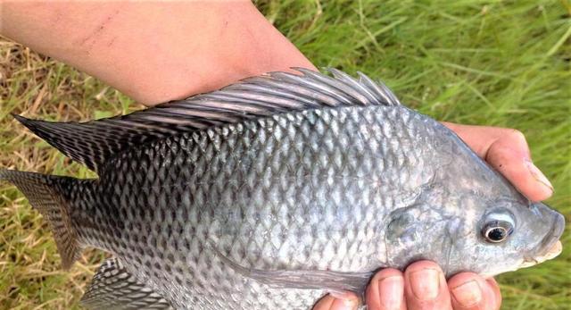 饵料|钓罗非鱼用什么样的饵料最好？为什么钓罗非鱼还要“让口”？