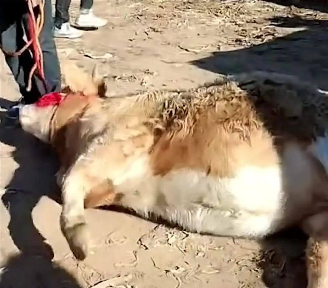 7岁母牛在路中下跪,只因不想离开主人,离开自己的幼崽