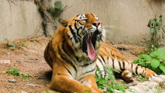 铁汉并没有柔情：老虎领地意识这么强，如何进行繁殖与交配？