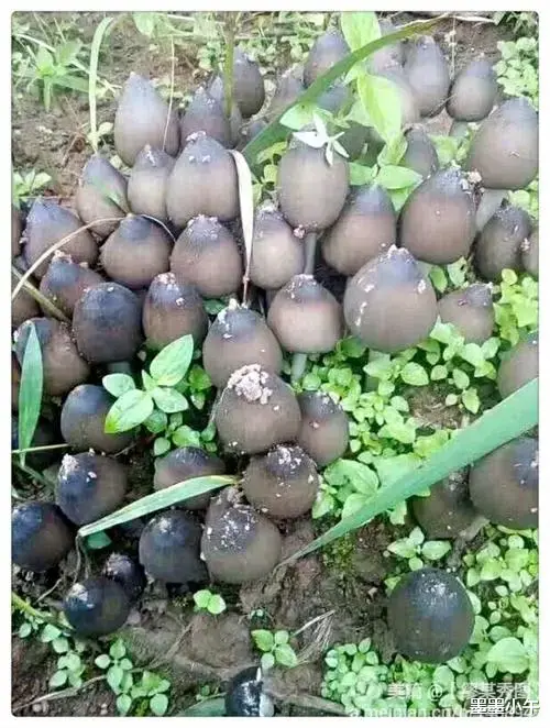 风水宝地？云南一块玉米地长出40多窝鸡枞菌，究竟是什么原因？