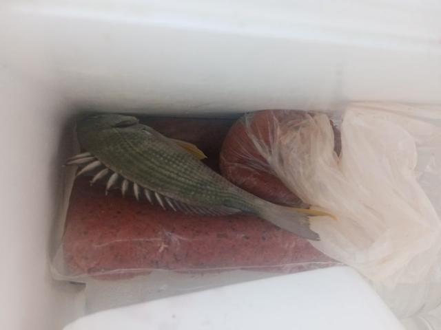 饵料|菜地解封第一战,黄鳍鲷来小爆护