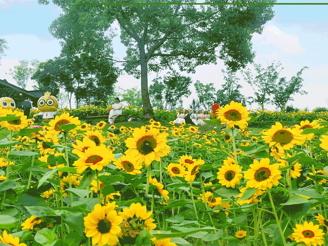 蚌埠|这个夏日我们奔赴田园,在牧歌小镇追太阳