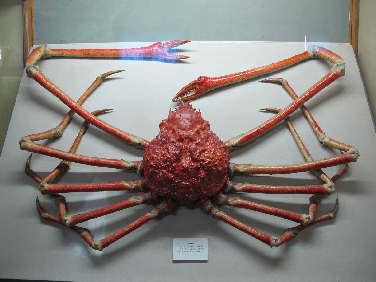 腿长比楼还高的巨大海洋生物,你见过吗