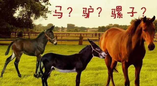 能不能用基因技术让驴和马杂交的骡子拥有繁殖能力?为什么?