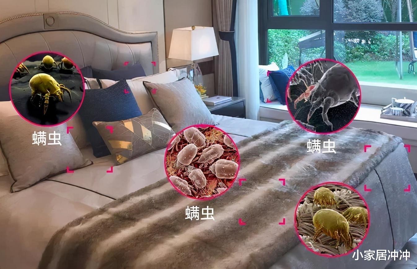 晒完被子的“阳光味”是螨虫的尸体味?教你这么做,干净又杀菌