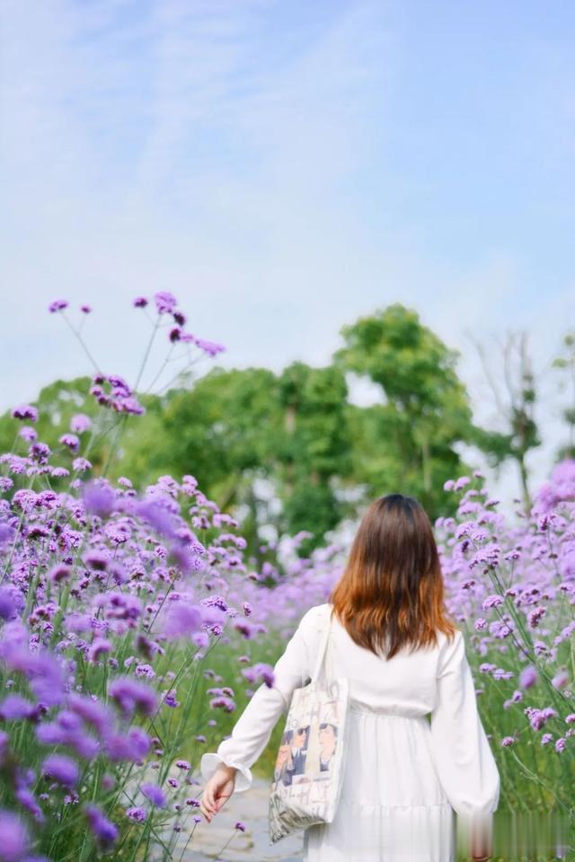 大禹|江滩花海上新，3000+米花毯太美啦