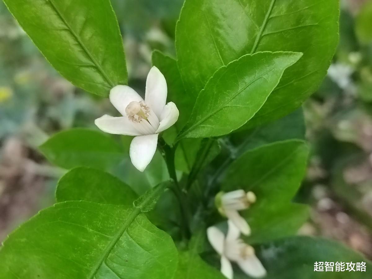 荣耀|荣耀60 Pro真机体验，优缺点一目了然，颜值堪称一绝